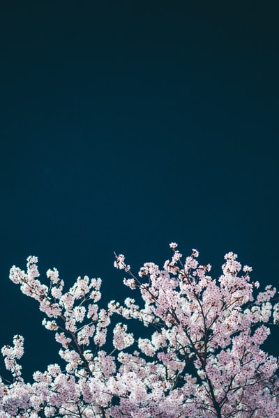 夜间白色樱花树